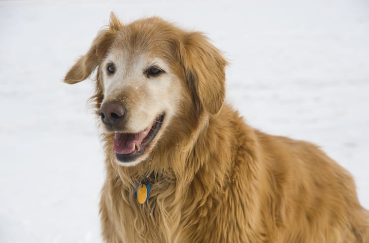 A happy mautre Golden Retriever dog has stopped long enough to look intently at an animal that has crossed his path.  He appears to be on a mission and is photographed in late afternoon light, giving his red coat a soft shimmer.  There is plenty of co