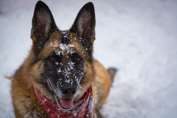 Natural light portrait of senior German Shepherd dog looking at camera