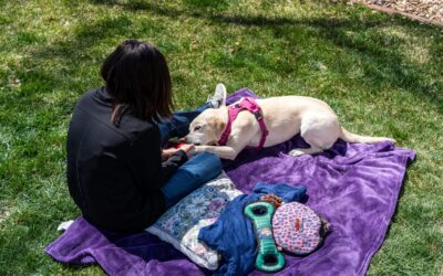 Considerations Around Outdoor Pet Euthanasia