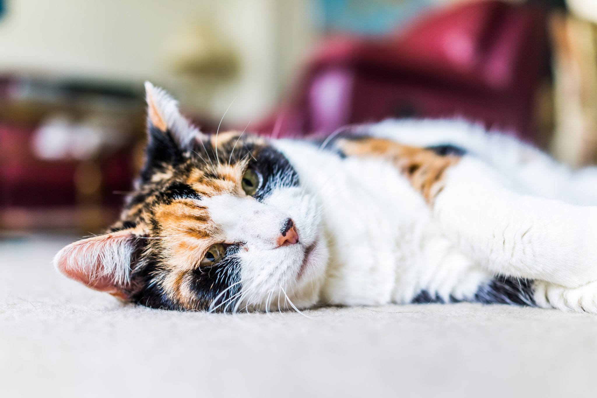 Closeup of calico cat face looking sad lying down on carpet sleepy in home living room