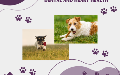 Monitoring Your Senior Pet’s Dental and Heart Health