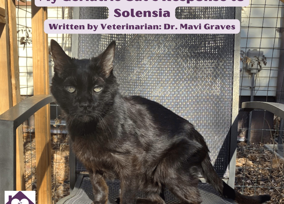 My Geriatric Cat’s Response to Solensia