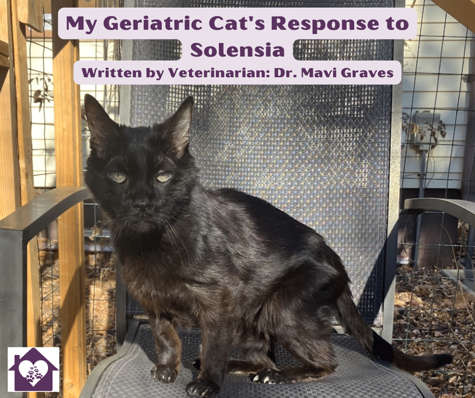 My Geriatric Cat S Response To Solensia   Solensia Blog 