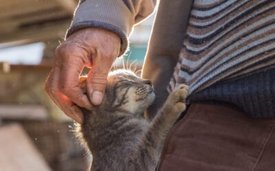How Do I Know When It’s Time to Say Goodbye? A Guide for Pet Owners in Charlotte
