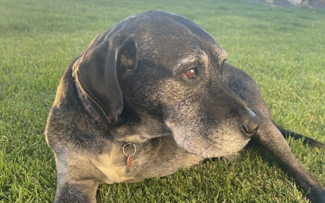 Adopting a Senior Pet – Thoughts and Considerations