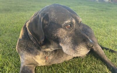 Adopting a Senior Pet – Thoughts and Considerations