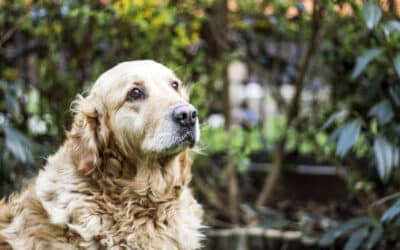 When to Euthanize a Pet: Understanding the Right Time