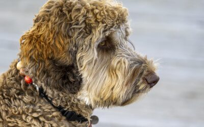 Understanding Canine Cognitive Dysfunction: Advice from a Veterinarian