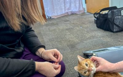 Enhancing Quality of Life: Benefits of Integrative Comfort Care for Cats in Charlotte