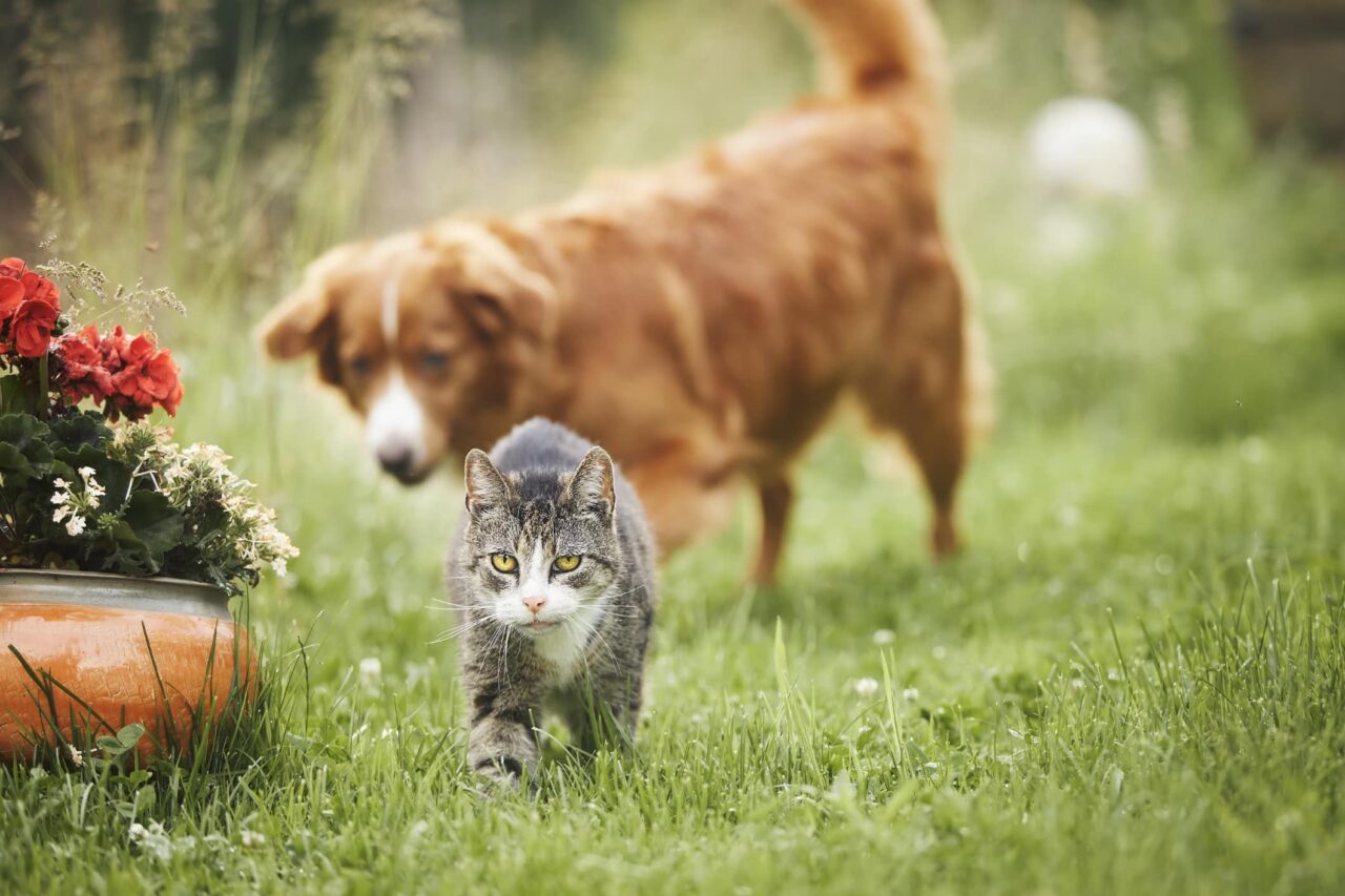 Spring Forward Pet Spring Safety Advice for Senior Pets in Charlotte - Caring Pathways ...