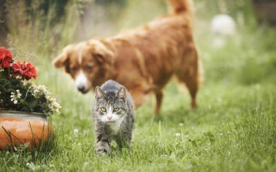 Spring Safety Advice for Senior Pets in Charlotte