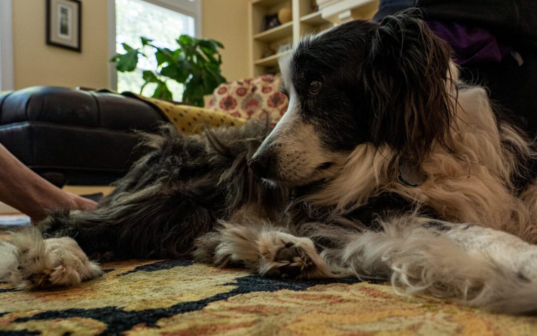 A Comfort Care Approach for Your Senior Dog: Pain Management & Aging Support
