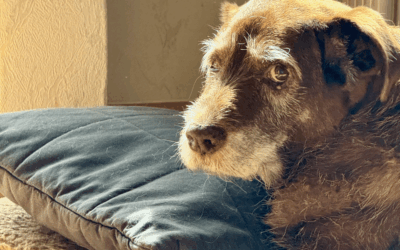 Understanding Dog Dementia: Behavioral Changes in Senior Dogs