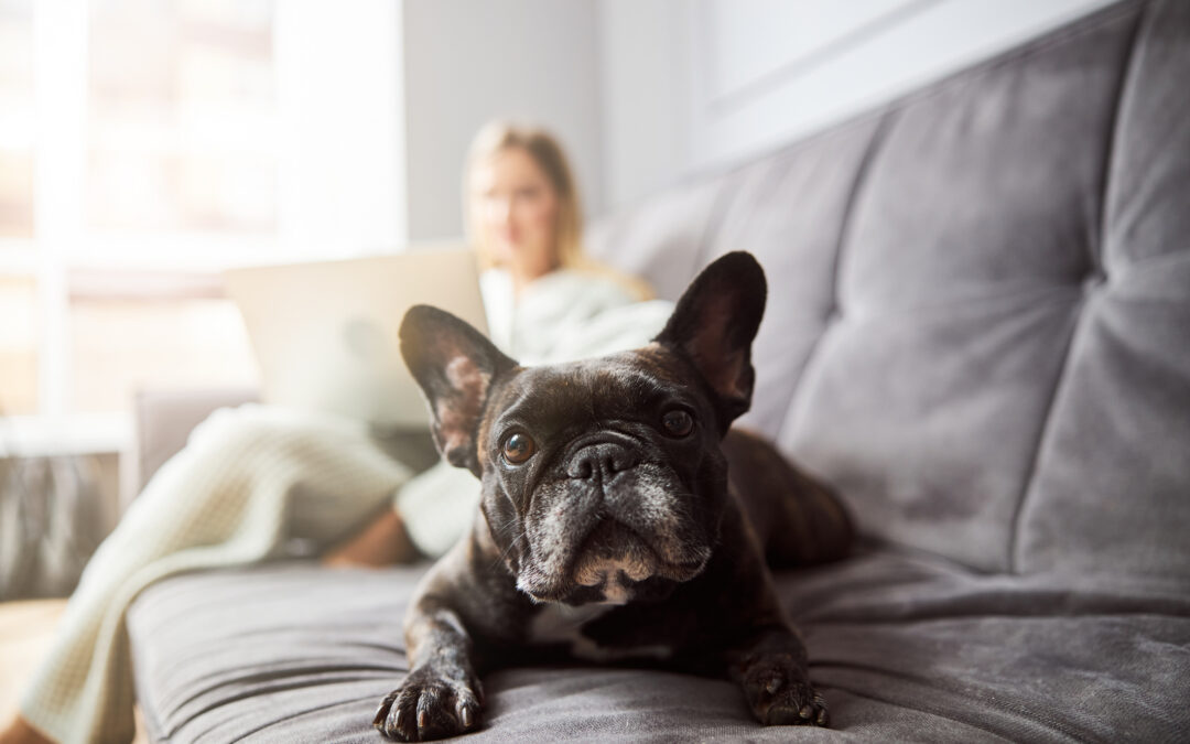 Senior Pet Care in Charlotte Apartments: Supporting Comfort & Quality of Life