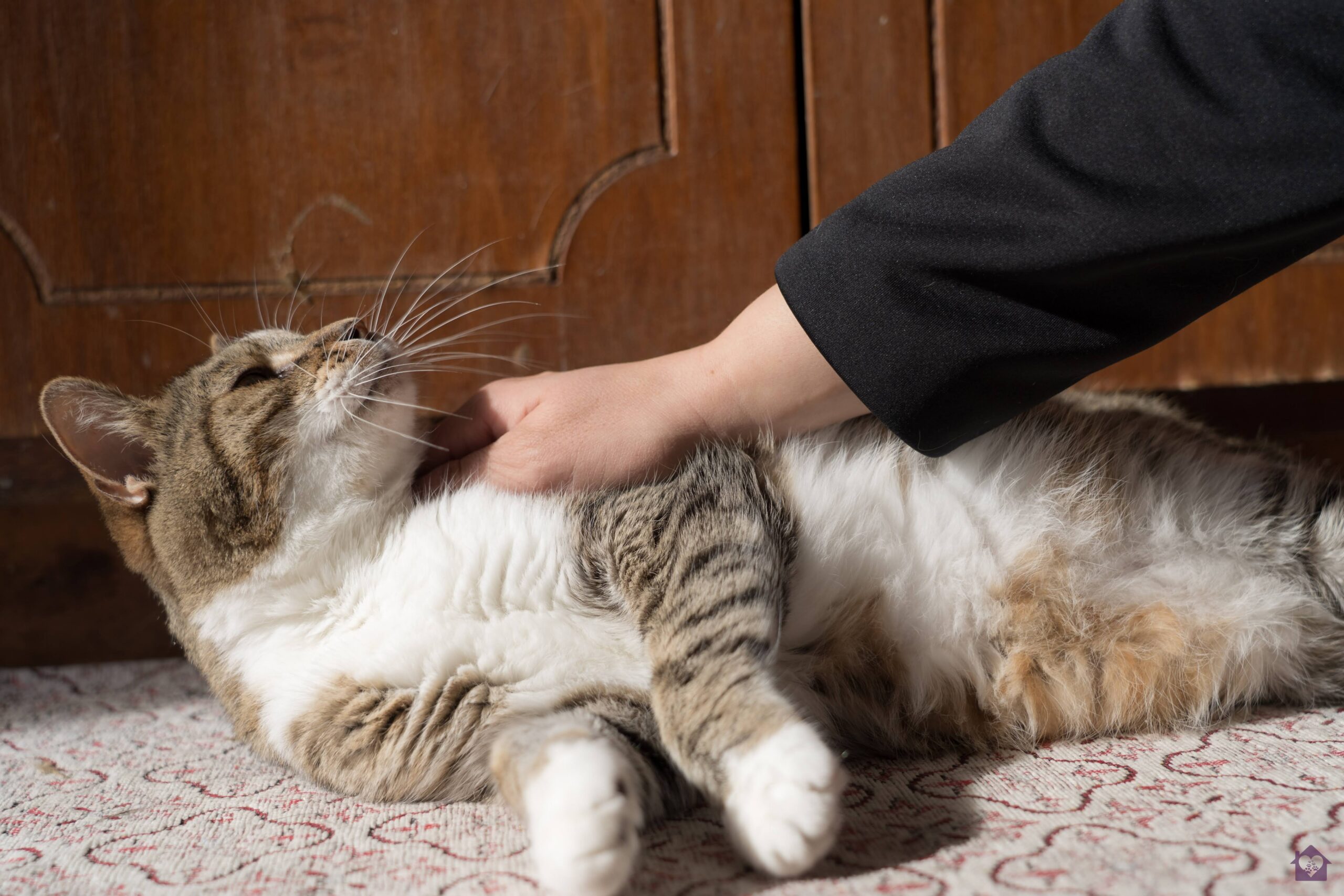 Pet Hospice
