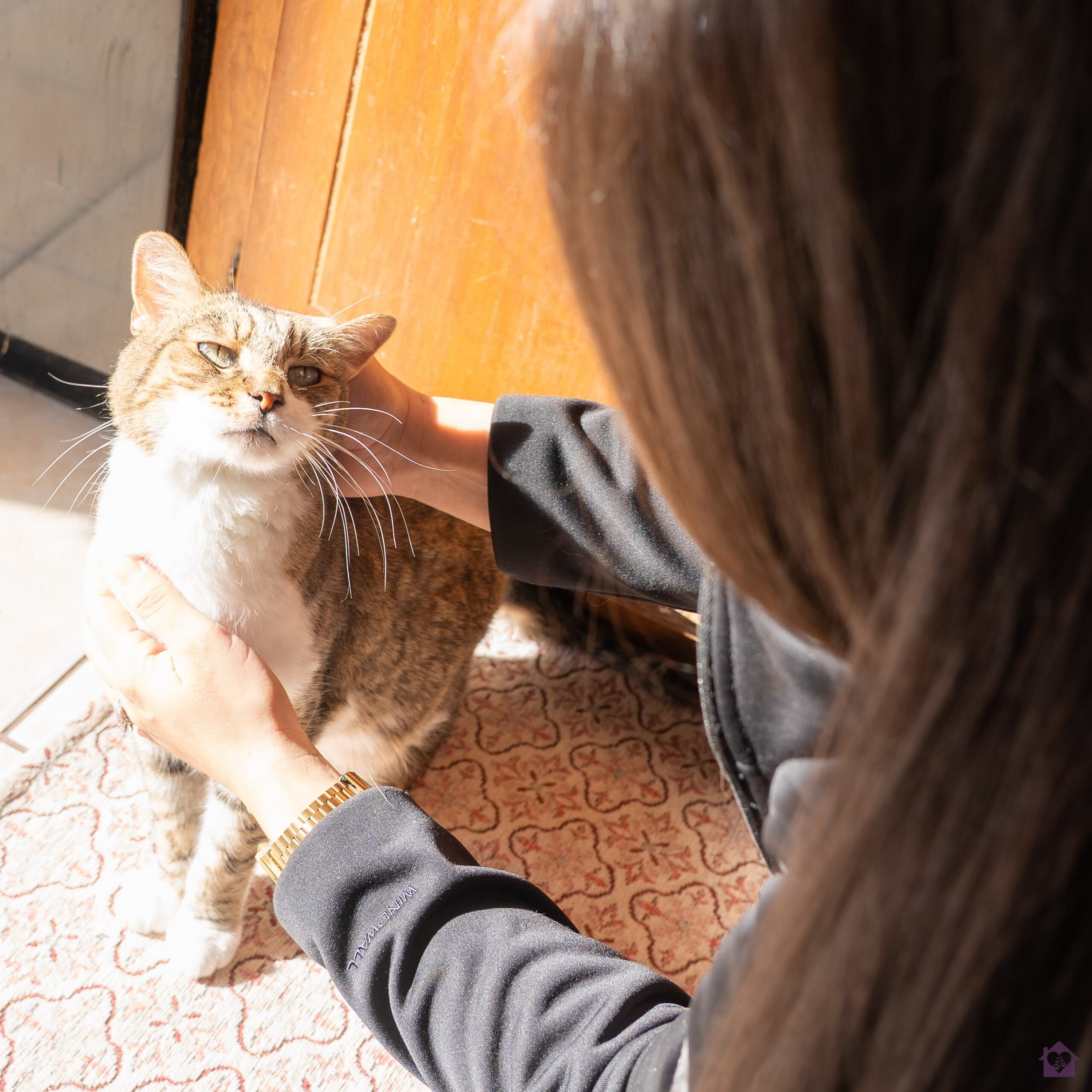 In-home pet hospice care