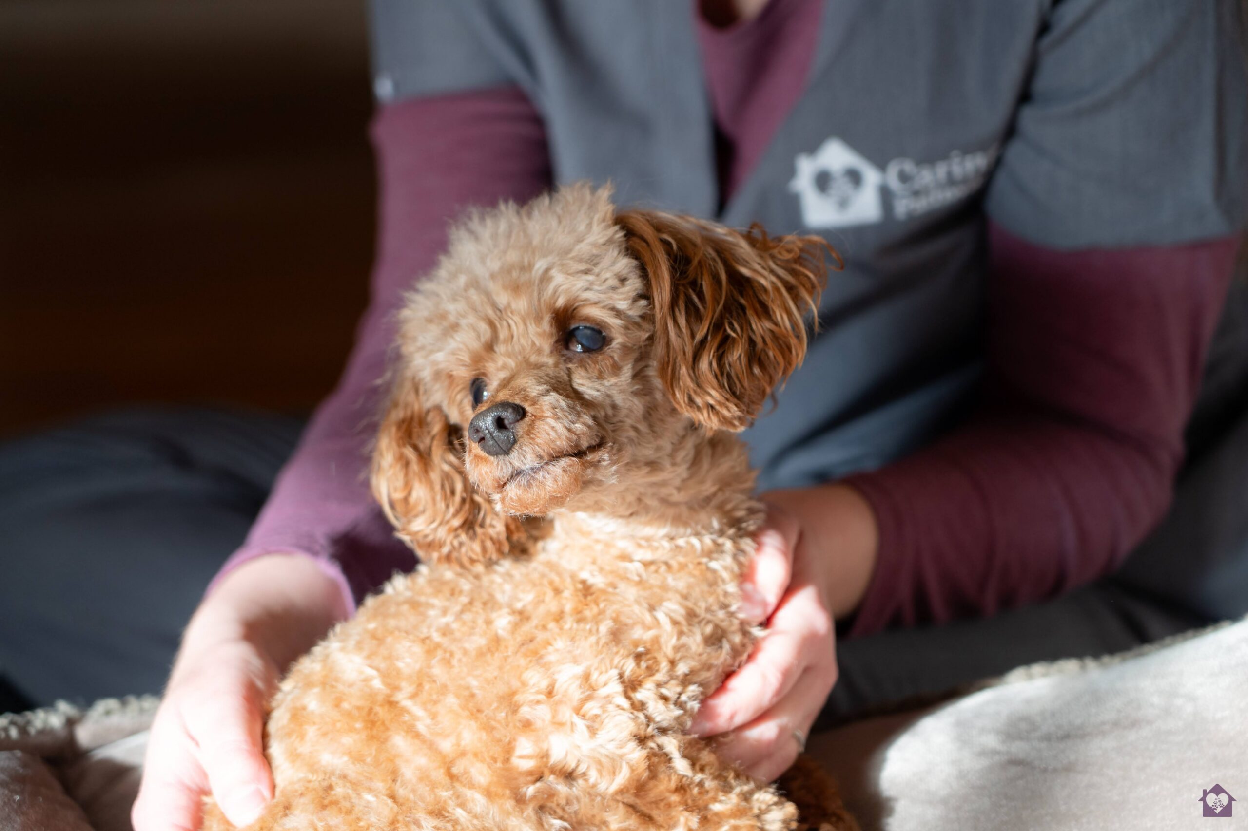 pet hospice care