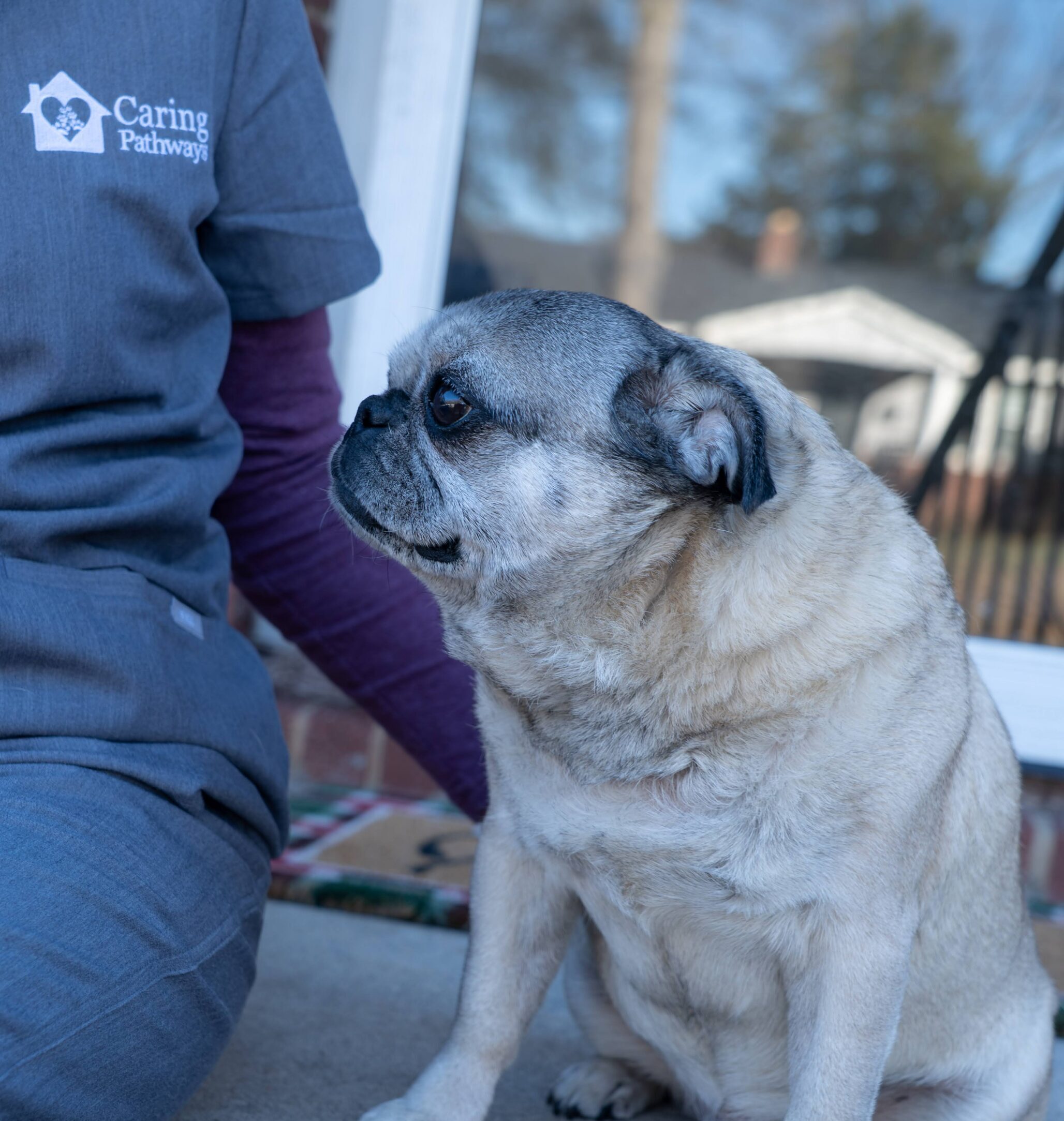 dog hospice