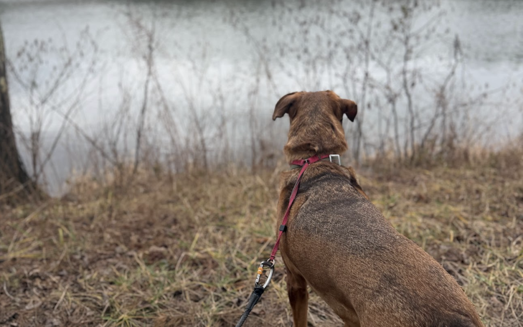A Hiking Trail Near Charlotte for Senior Dogs