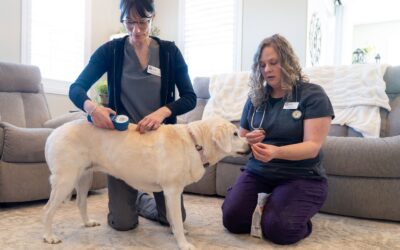 Helping Senior Pets Stay Comfortable During the Summer Months