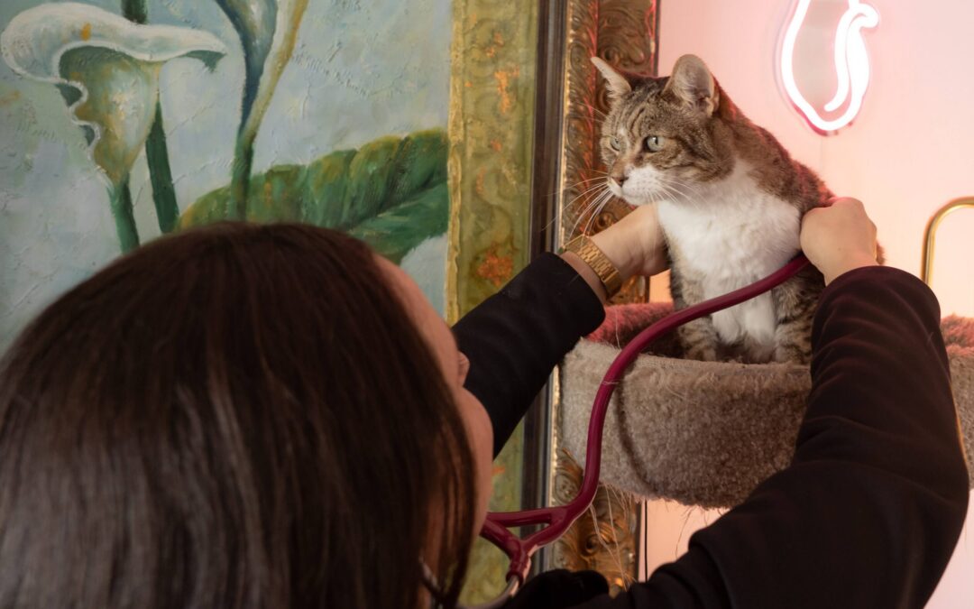 Senior Cat Care: Subtle Signs Your Geriatric Cat May Need More Support