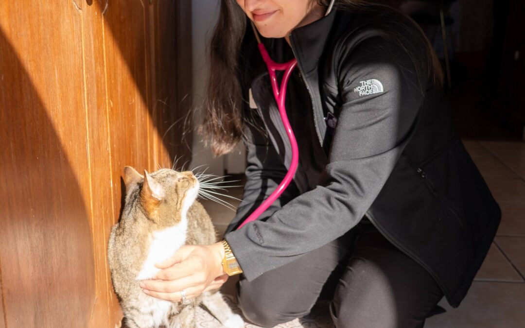 What Comfort Care Really Looks Like for Pets and the Families Who Love Them
