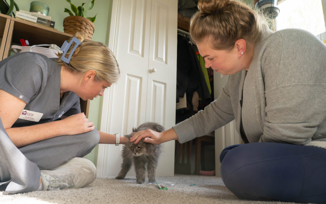 Lucy’s Story: A Peaceful Goodbye at Home